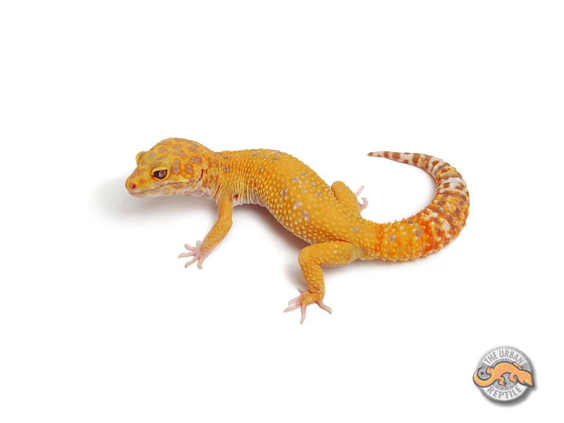 marble eyed leopard gecko Marble12
