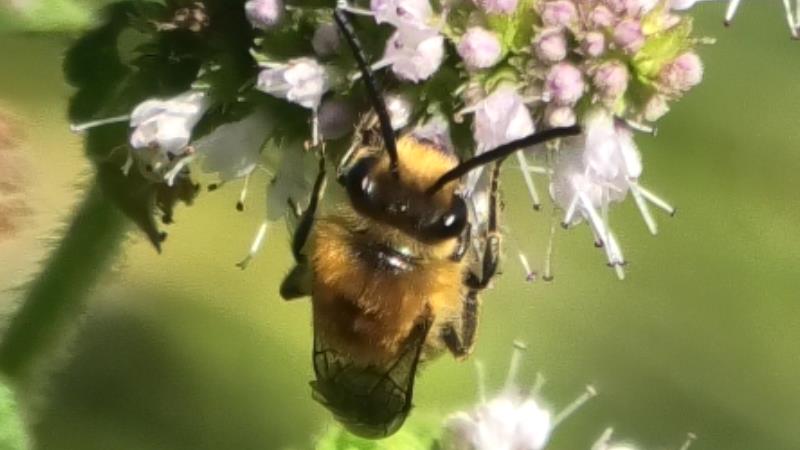 [Colletes sp.] Intérrogation Colletes hederae ! Collzo10