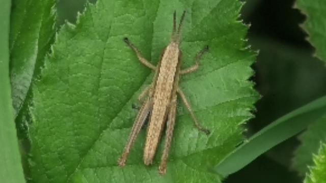 [Acrididae Gomphocerinae] Jeune CRIQUET à Identifier ! Crique10