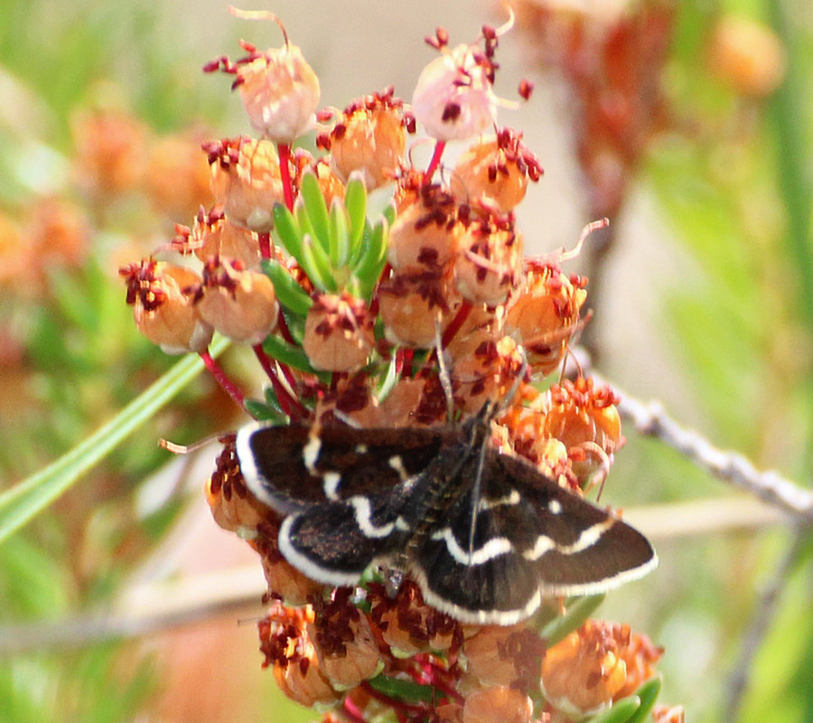 Identification d'un petit papillon noir ?? (Pyrausta nigrata) 537310