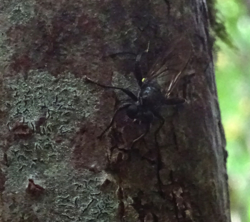 Un insecte noir dont je ne trouve pas le nom ??? Web12
