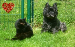 perdu ma cairn terrier Lady -Retrouvée -  Mes_z_13