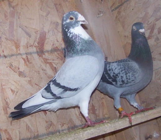 If you can't re-home a pigeon is there any benefit to buying an older pigeon? Gan211