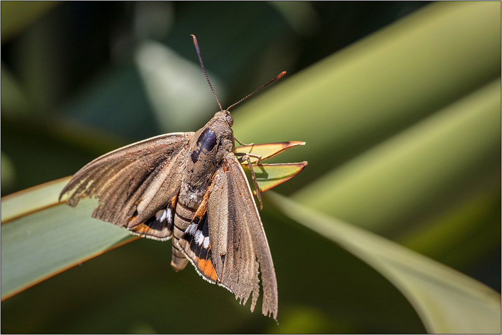 [Macro et Proxy] Le tueur de palmiers Img_1721