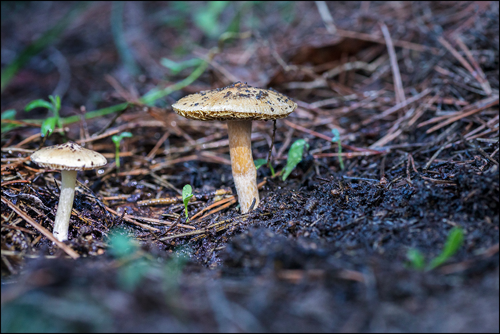 [Petite série] Champignon - Page 2 Img_2317