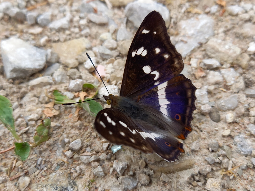 Le Grand Mars changeant (Apatura iris) 20220611