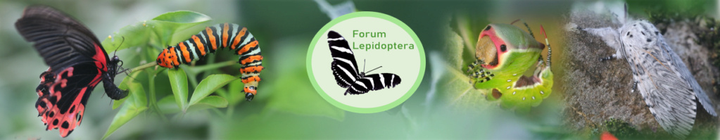 Famille des Papilionidae Formul15