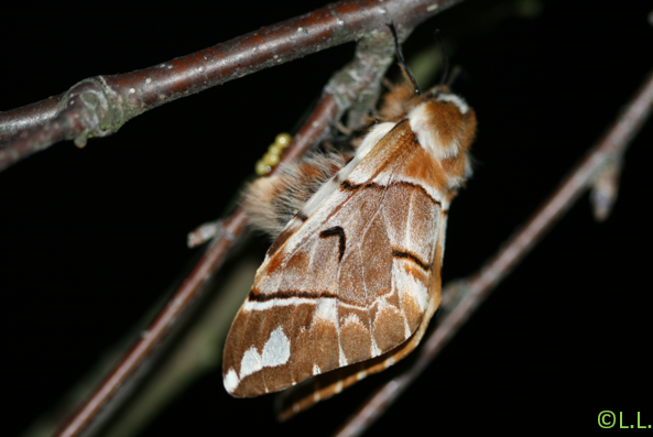 Le Bombyx versicolore (Endromis versicolora) Ponte_10