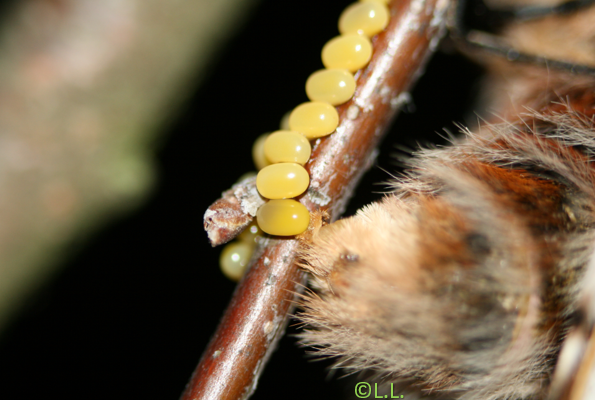 Le Bombyx versicolore (Endromis versicolora) Ponte_11