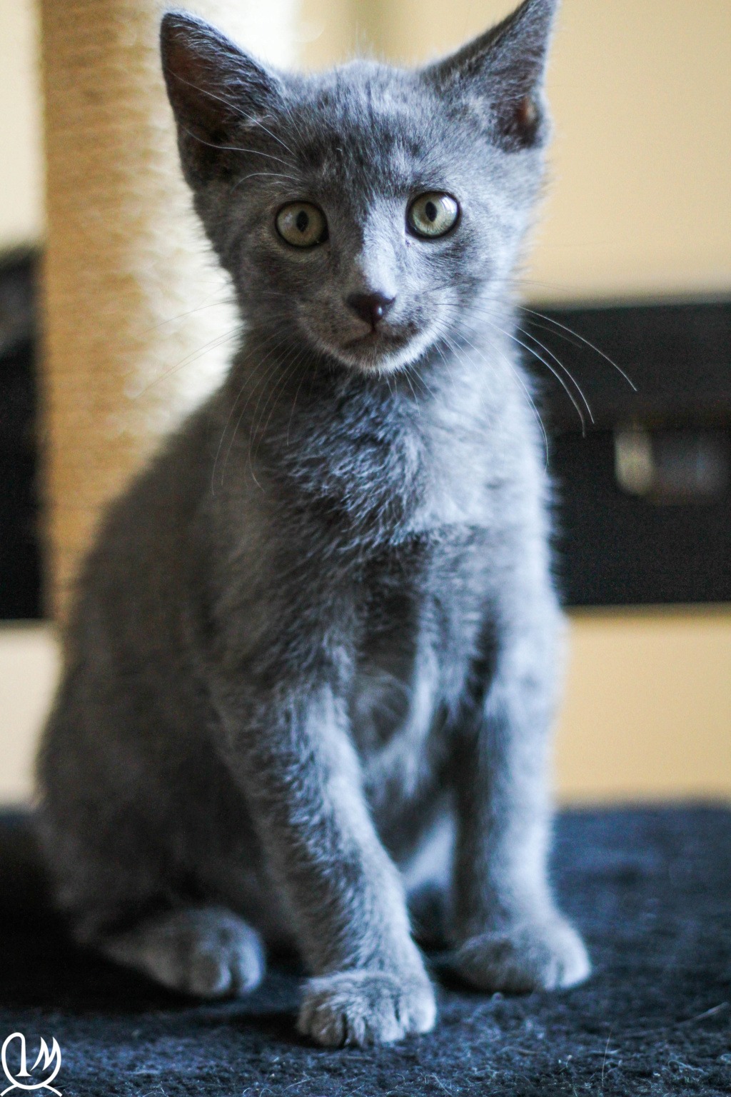 pacha - Pacha, chaton européen, Bleu, né le 09/05/19 Img_4739