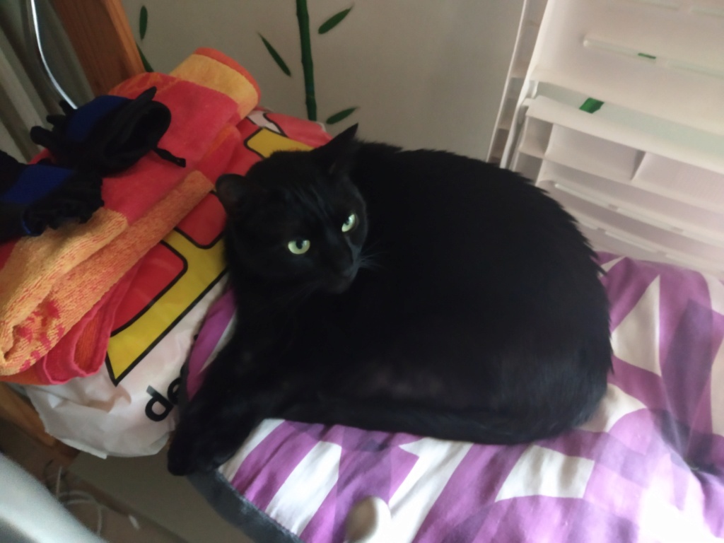 LYNN, chatte noire née en 2015 Lynn_211