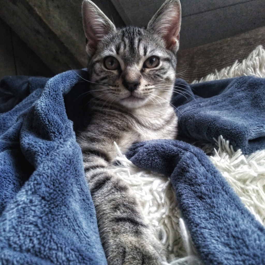 PLAYER, mâle tabby gris, type chat de maison, né en juillet 2019 Lzoo210