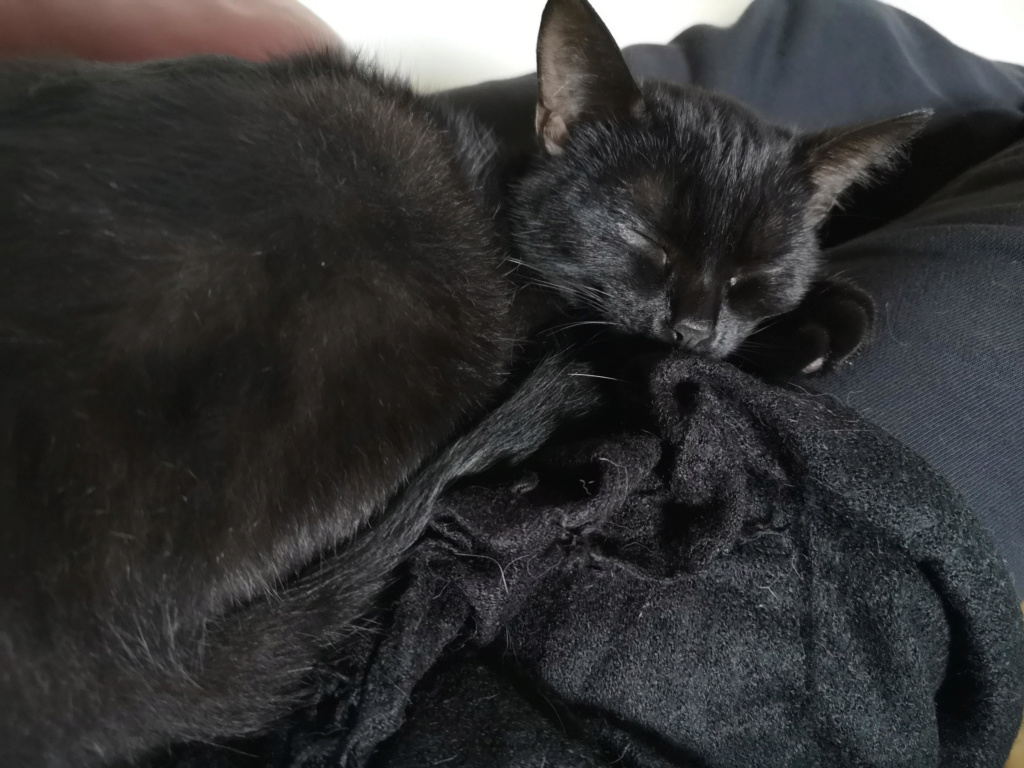 Oluline chatte européenne noire née le 1/09/2018 Olulin13