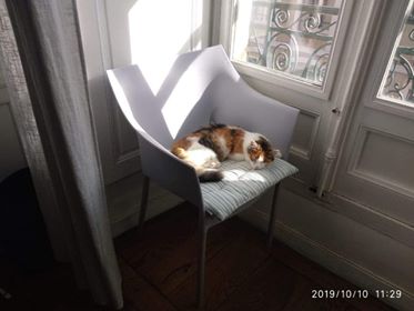 Padmé chatte européenne tricolore née le 30.04.2019 Padmzo10