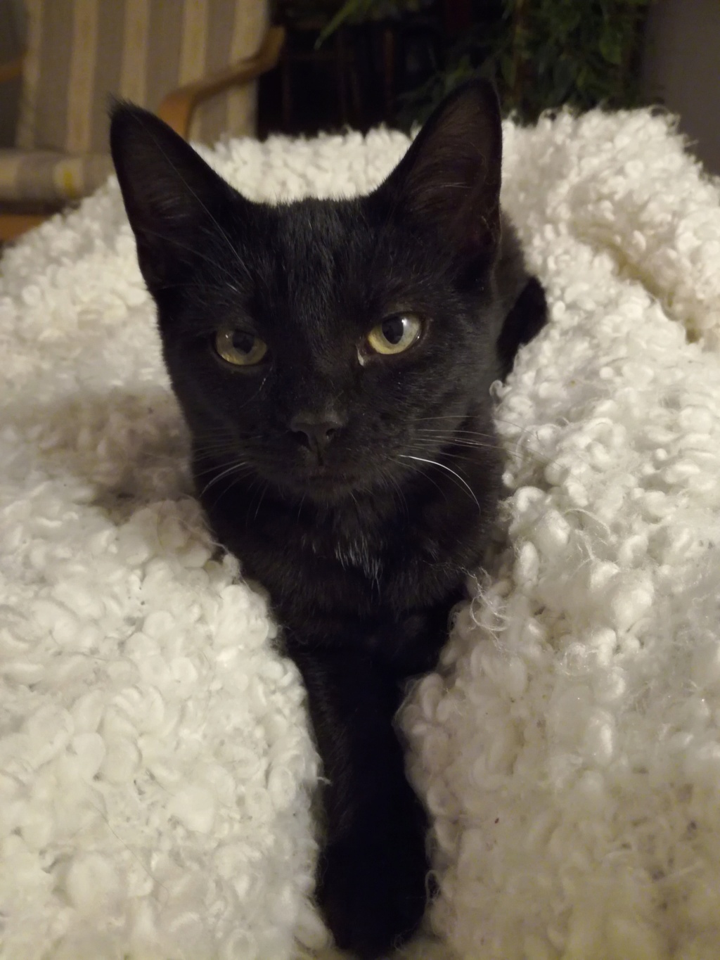 PAMA, chatonne européenne noire, née le 28.04.19 Pama_110