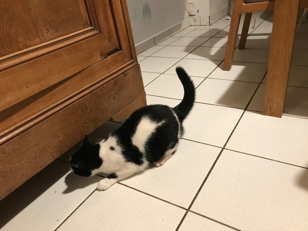 PIKAT jeunne chatte noire et blanche née en janvier 2019 Pikat410