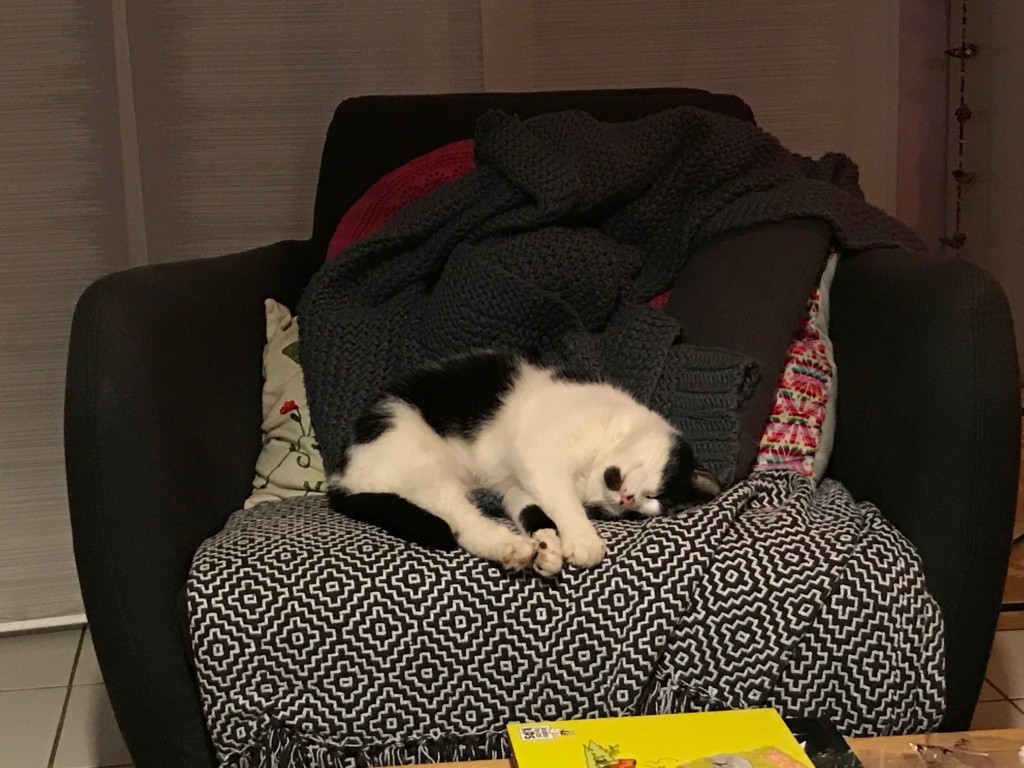 PIKAT jeunne chatte noire et blanche née en janvier 2019 Pikat810