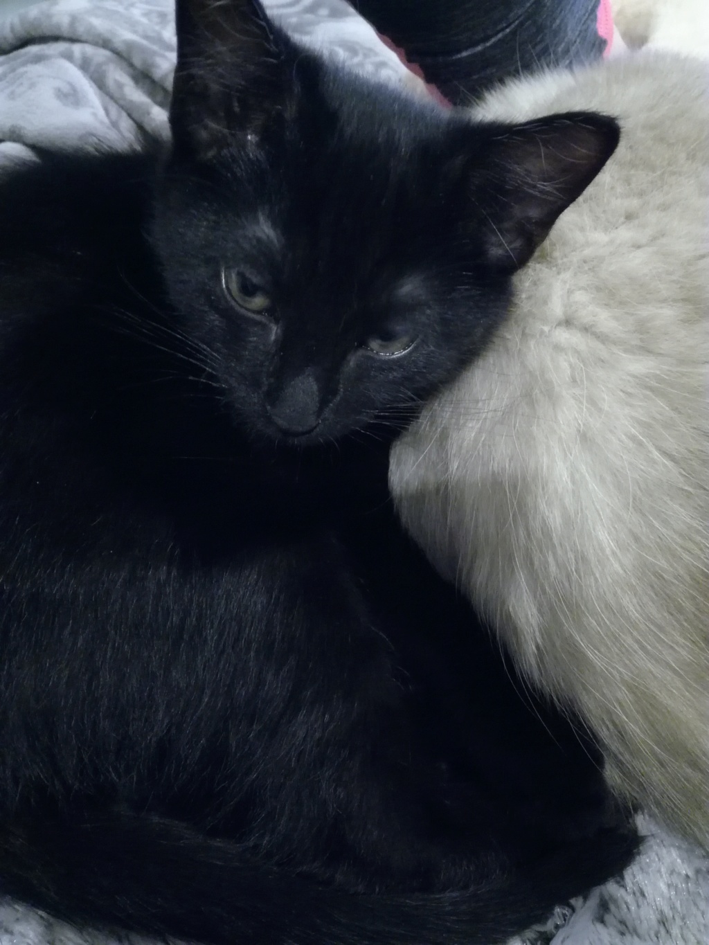 PORSHE, chaton noir, poils mi longs, né Aout 2019
