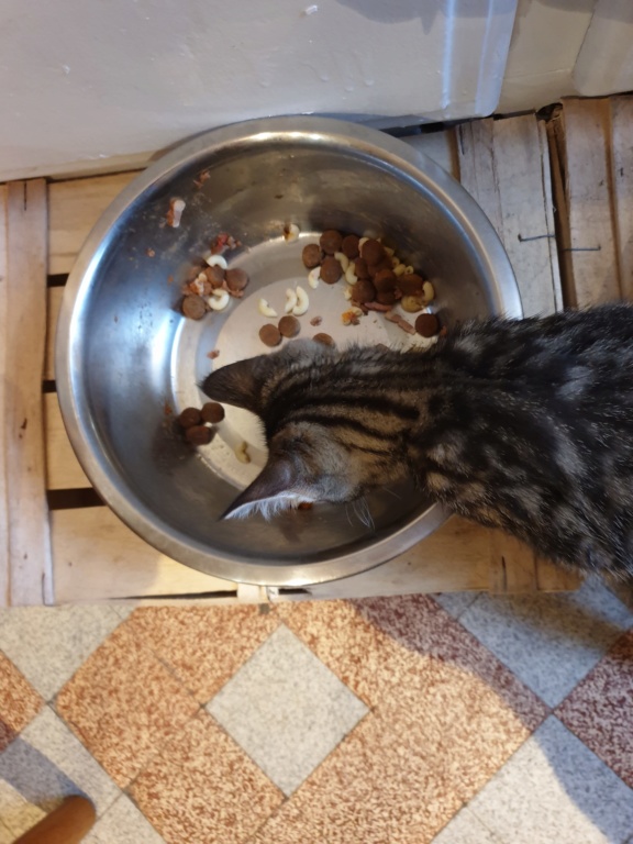 Pitchou mâle européen brown tabby né le 7 mars 2019 Popeye13