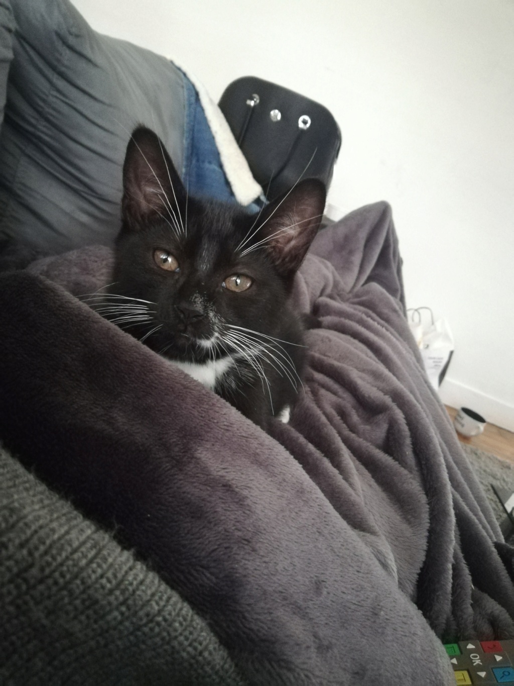 POPPY chaton européen noir et blanc né le 7 mars  2019 Poppy110