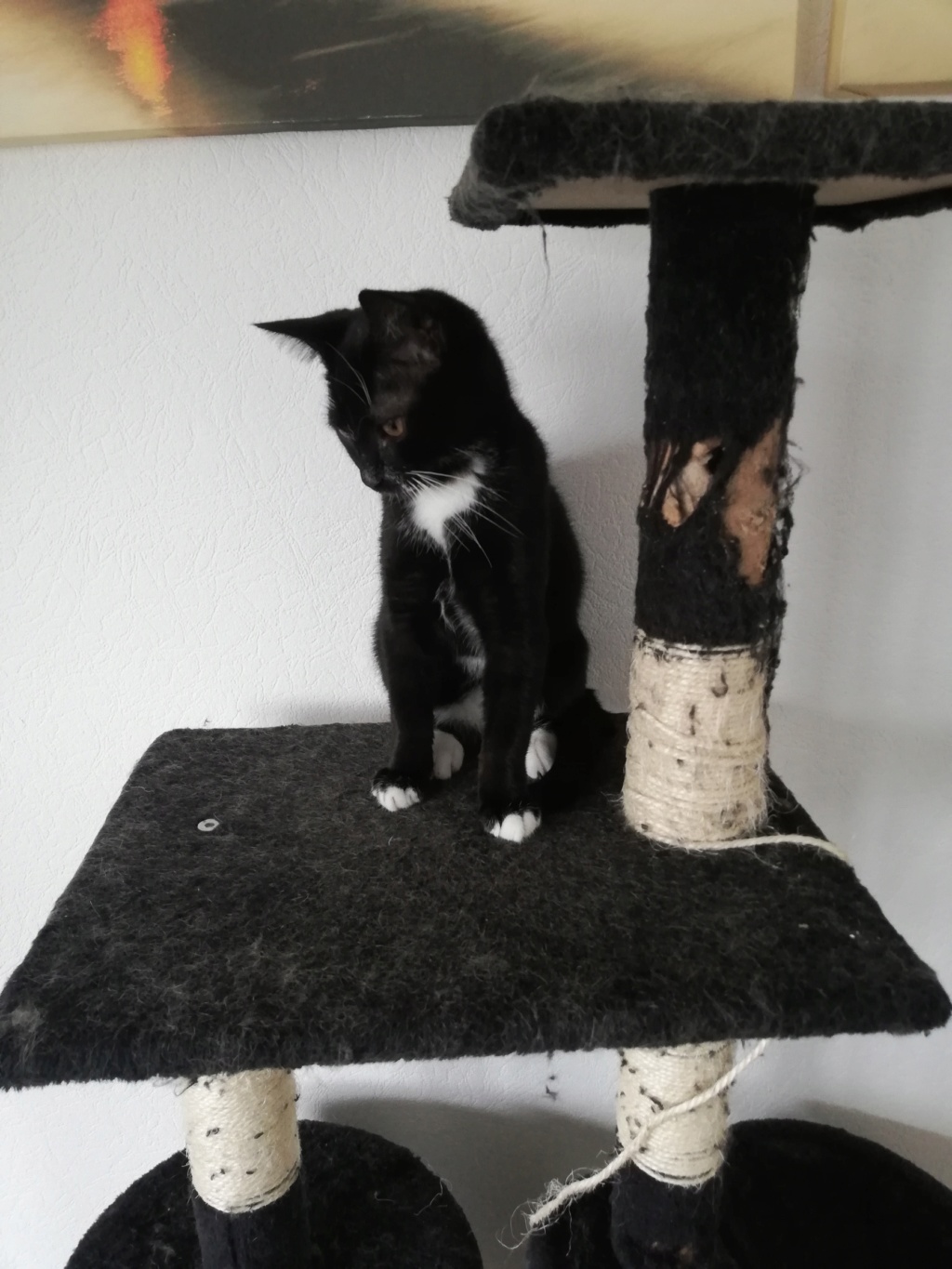 POPPY chaton européen noir et blanc né le 7 mars  2019 Poppy210