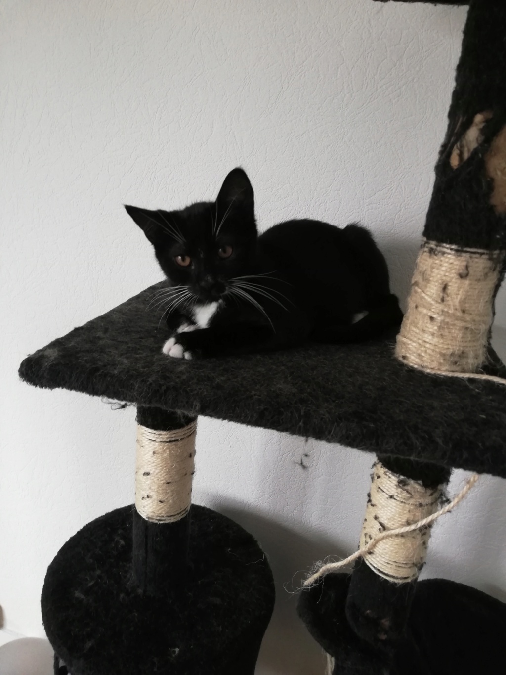 POPPY chaton européen noir et blanc né le 7 mars  2019 Poppy310