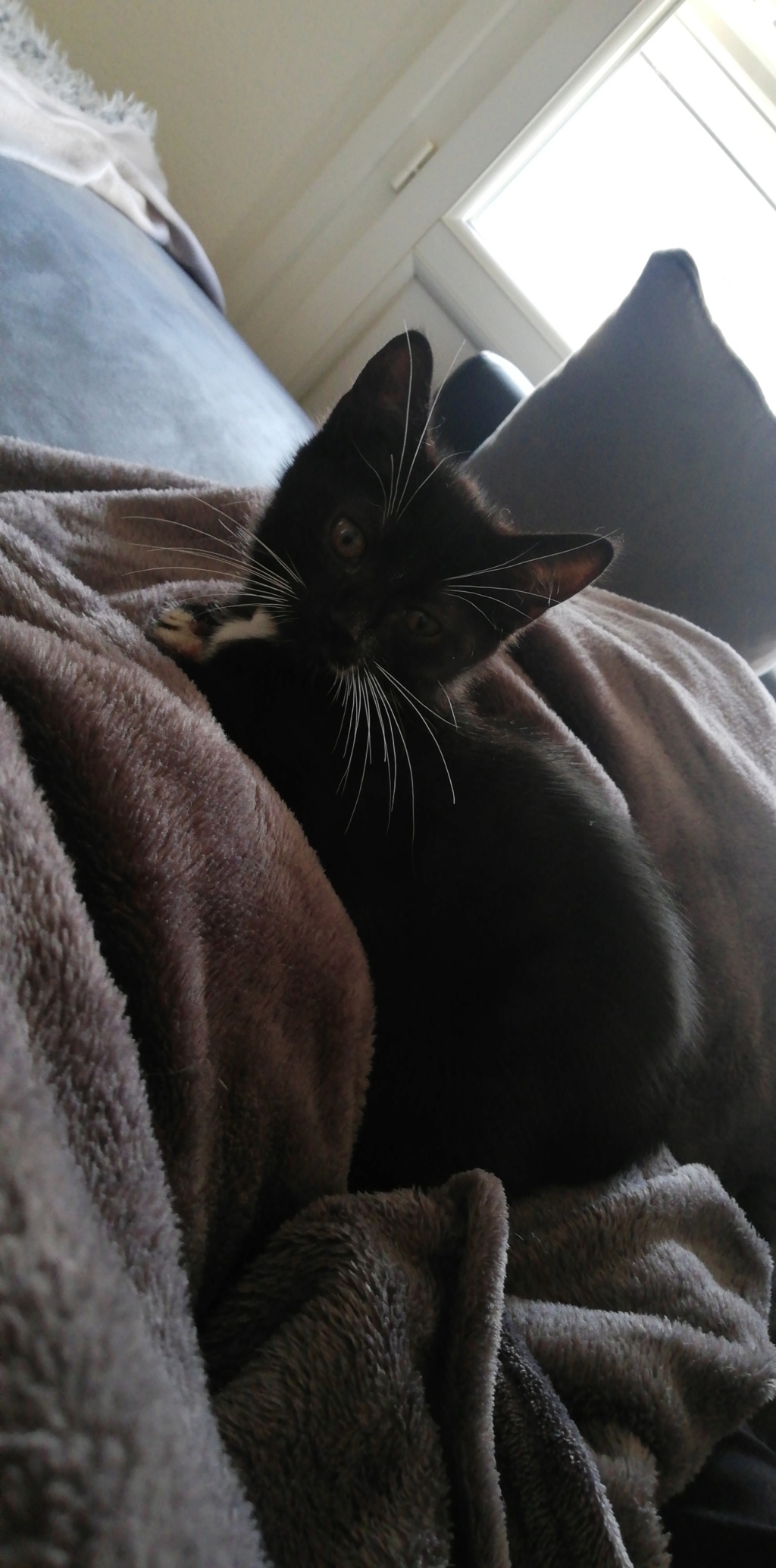 POPPY chaton européen noir et blanc né le 7 mars  2019 Poppy_10