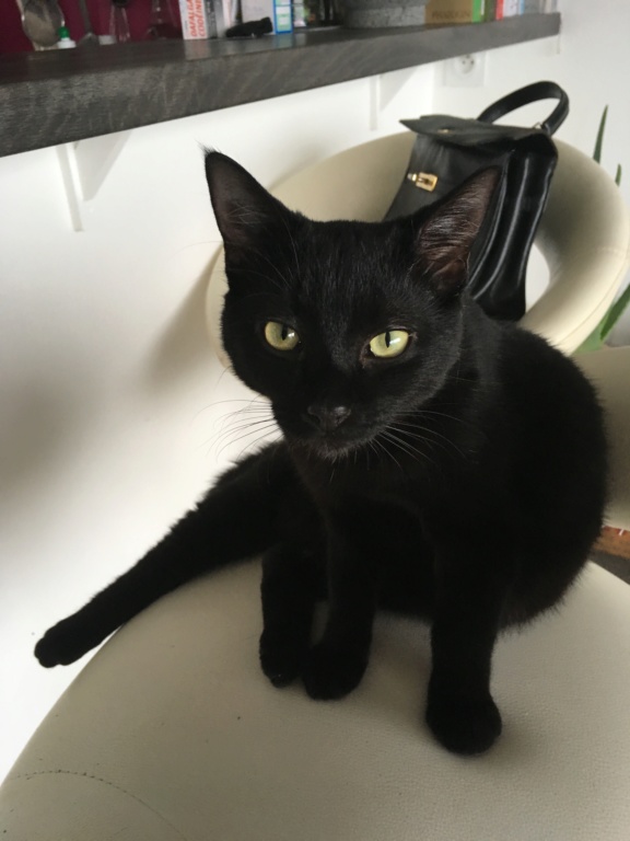 Pouic chaton noir né en avril 2019 Pouic_11