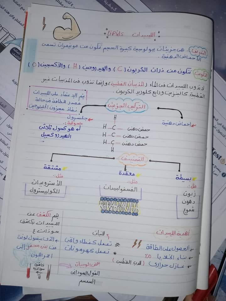 ملخص الكربوهيدرات أحياء أولي ثانوي ترم أول  5548