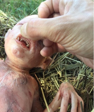 U okolici Banjaluke svinja okotila čovjekoliko prase (dijete) Image15