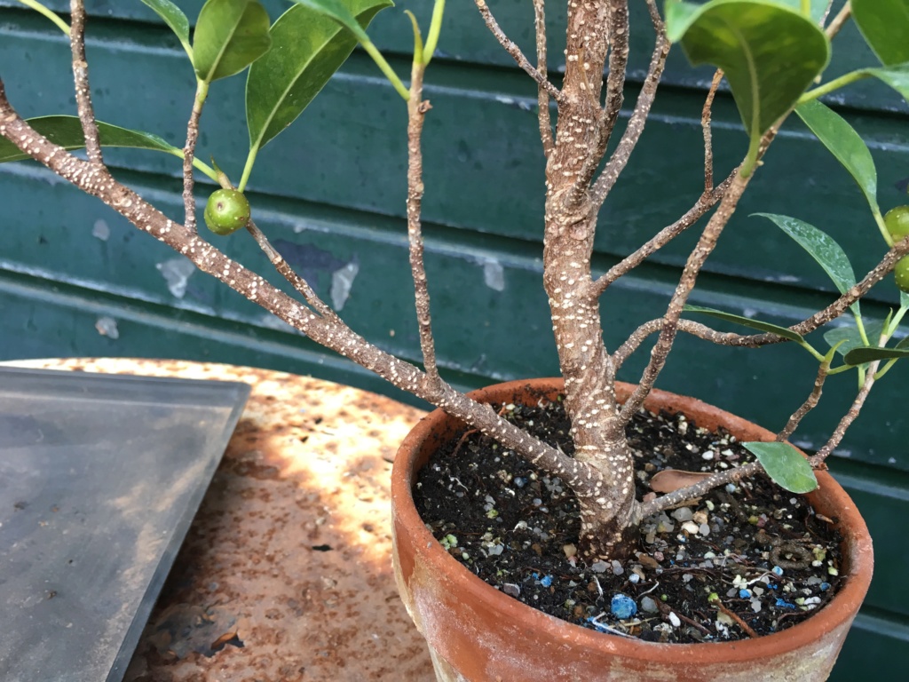 Ficus Retusa Microcarpa, ficus tiger bark - Página 4 Img_0310