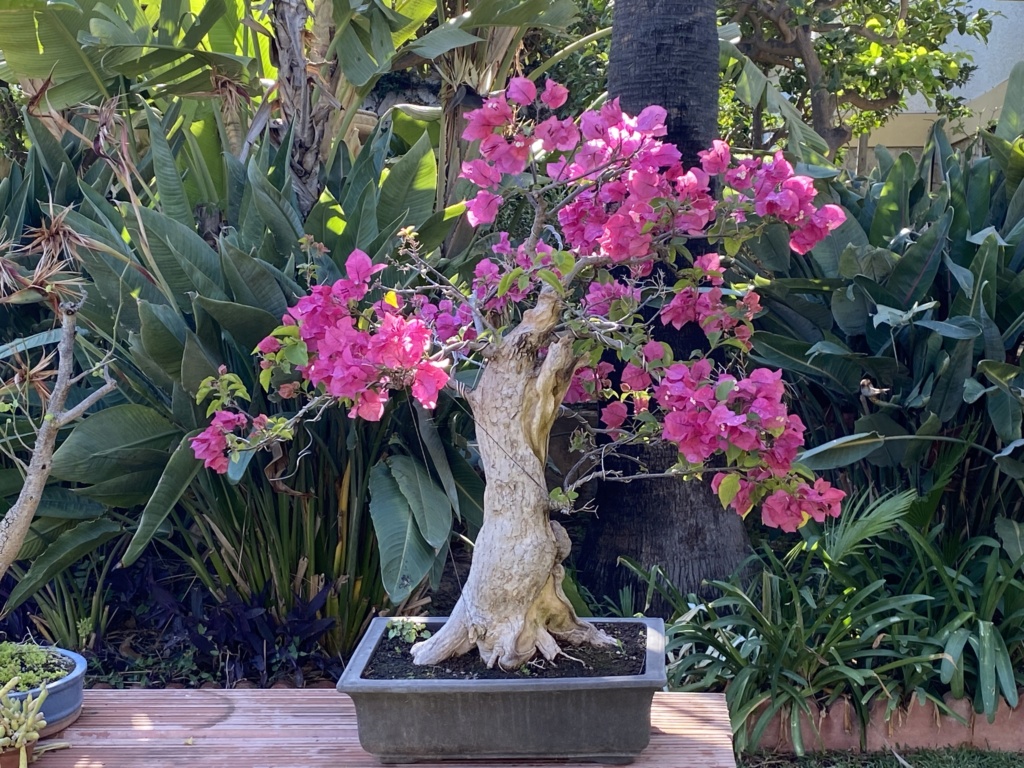 Bougainvillea - Página 2 Img_1813