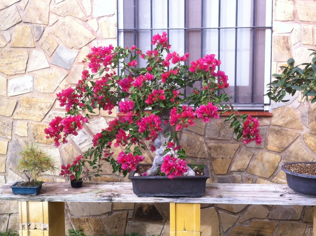 No sé si es un bonsai Img_3510