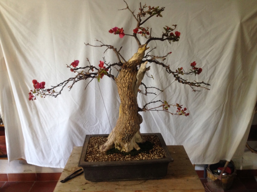 No sé si es un bonsai Img_7410