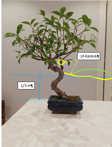 ficus - Ayuda diseño ficus Otro_f11