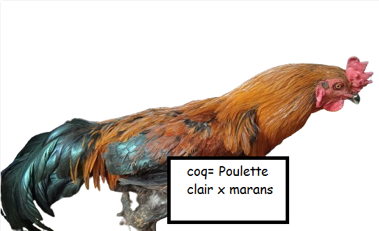 Les poules de barbaries en Bretagne. - Page 3 Coq11