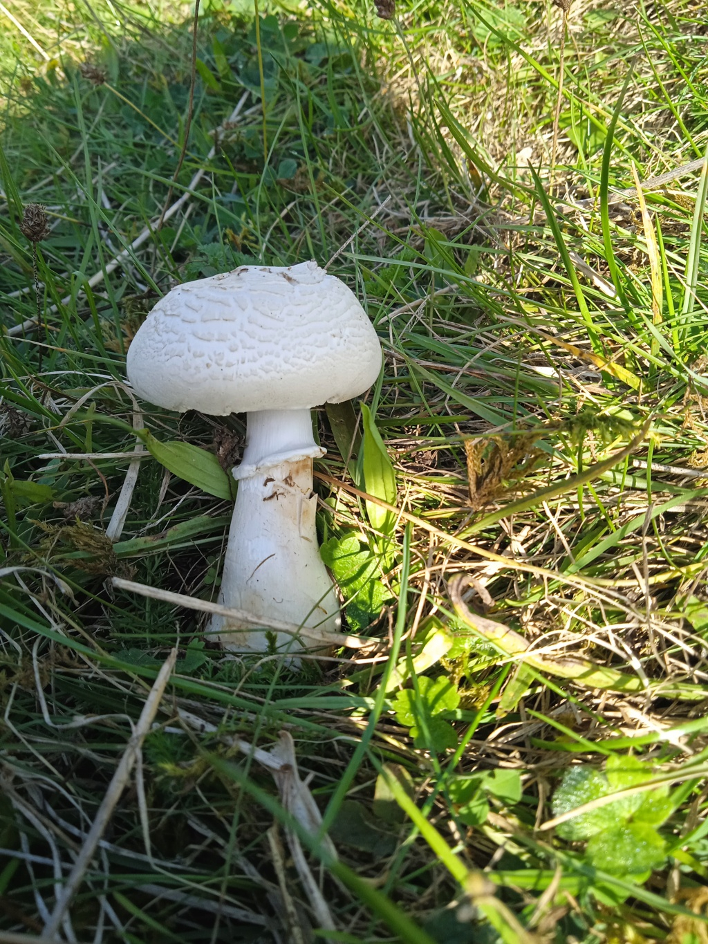 champignon Img_2339