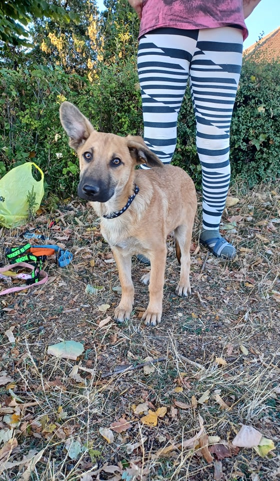 SIKE (Help Romania)/mâle/né vers mai ou juin 2021/Taille moyenne adulte /reservé adoption 24303410