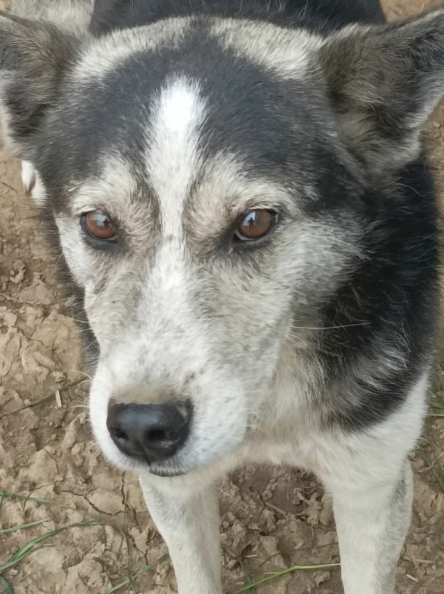 SHADOW/MÂLE/ NE VERS 2013/ TAILLE MOYENNE RESERVE ADOPTION 11 JUIN 27964210