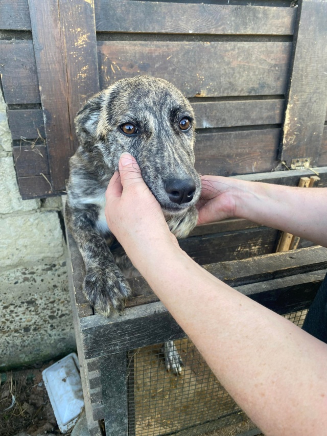 Liby/Femelle/Née vers Avril 2022/Taille Moyenne adulte adopté 31334610