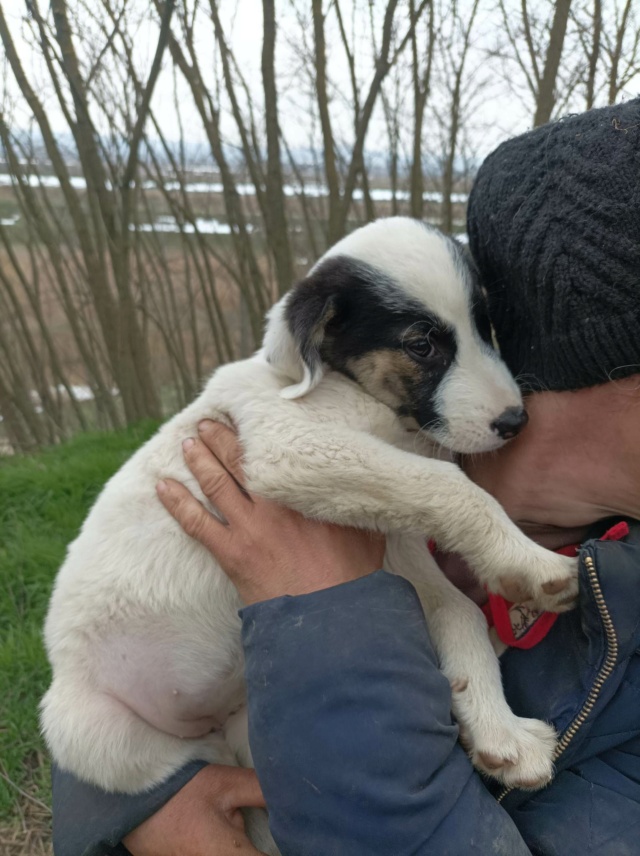 KOHANA-Femelle-née vers janvier 2023-taille moyenne adulte adopté 33906110