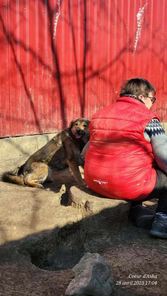 Liberty/Femelle/Née 30. 11. 2021/Taille Moyenne (Environ 12-14kg)/adoption reservé 34220510