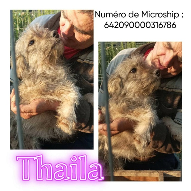 THAILA-Femelle- Née 12/11/2021- taille moyenne adulte/laurentio 34836611