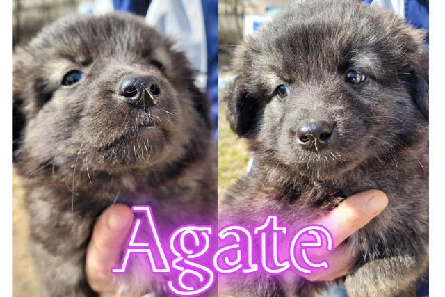 Agate/Femelle/Née vers Janvier 2023/Taille moyenne adulte adopté Agate10