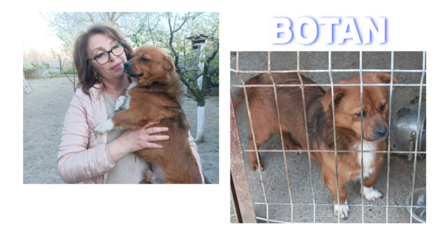 BOTAN-Male-Né vers 2020-poids  10kg/reservé adopté Botan10