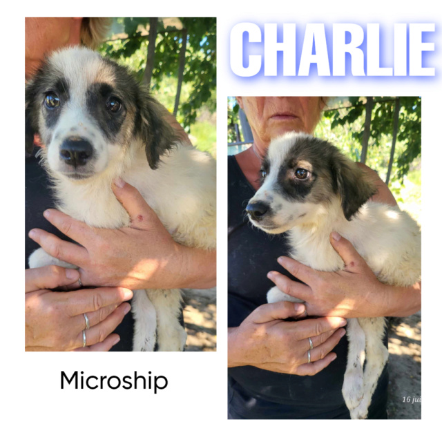 CHARLIE-Male-Né vers mars 2023-taille moyenne adulte/ adopté Charli10