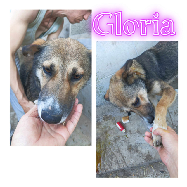 GLORIA-femelle-Née vers 2021-taille moyenne 15kg environ  Gloria10