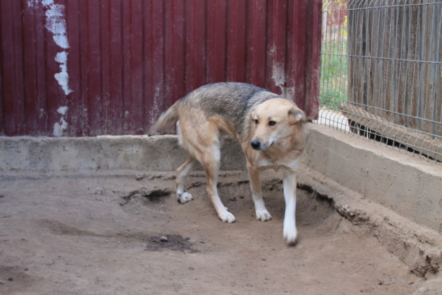 Dolly/Femelle/Née le 10-11-2019/Taille Moyenne Img_0420