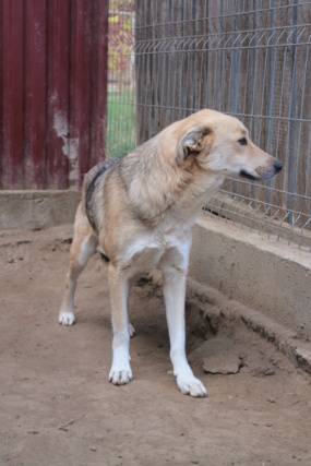 Dolly/Femelle/Née le 10-11-2019/Taille Moyenne Img_0515