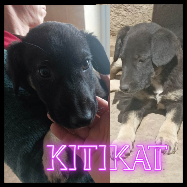 KITIKAT-femelle- Née vers janvier 2023-taille moyenne adulte /adoption reservé Kitika10